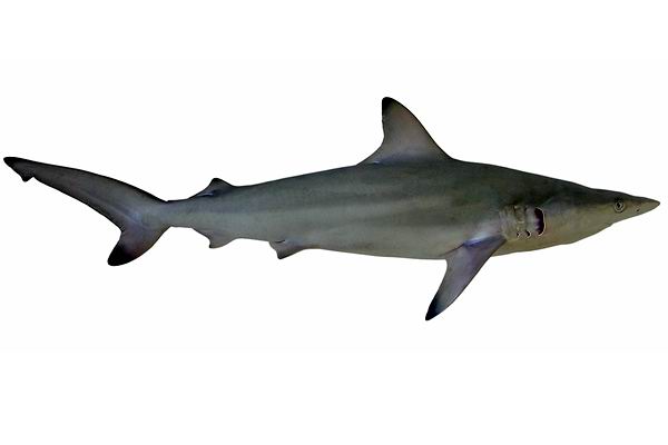 Малая чернопёрая акула