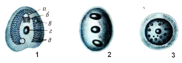 Возбудитель — Chilodonella cyprini