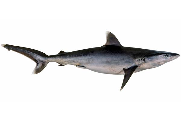 Белопёрая серая акула