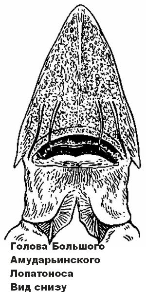 Голова Большого Амударьинского лопатоноса