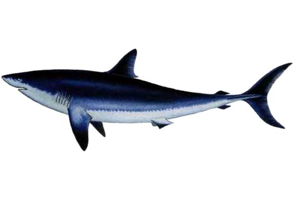 Сероголубая акула