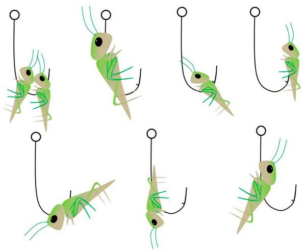 Способ насадки кузнечиков на крючок