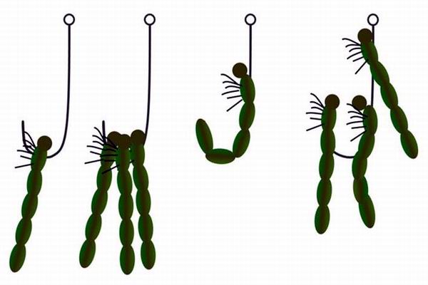 Способ насадки ручейника на крючок