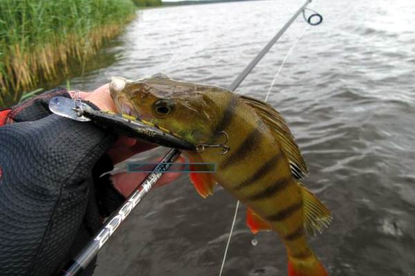 Воблер Sprut Anko Minnow 65SP