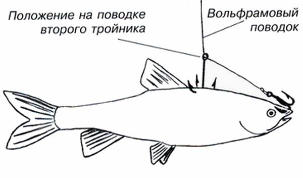 Насаживание живца на жерлицу для ловли щуки в коряжнике