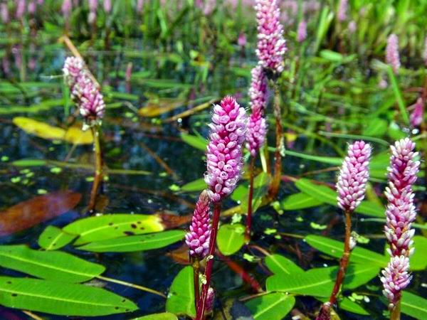 Водные растения. Горец земноводный