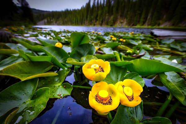 Водные растения. Кубышка желтая