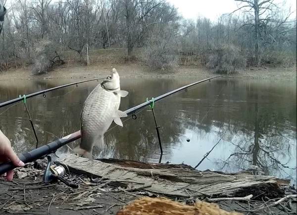 Ловля карася весной