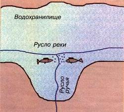 Места кормления плотвы
