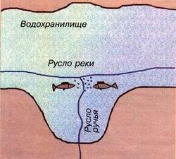 Места кормления плотвы