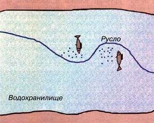 Места обитания плотвы