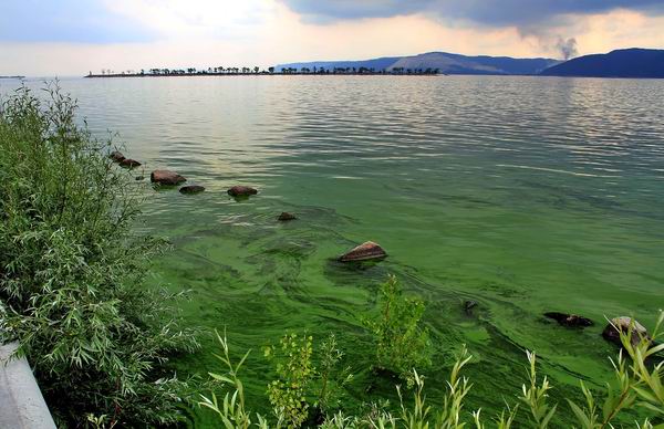 Зацвела вода в реке