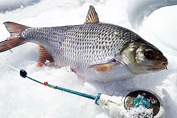 Зимняя рыбалка. Ловля плотвы зимой